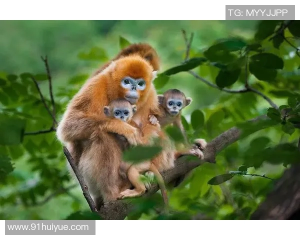 倒撵猴的故事与启示：探寻人与自然和谐共生的智慧与方法